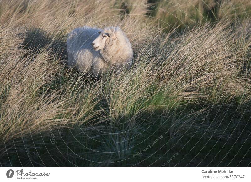 Sheep in the early morning sun in the dune grass on Sylt Marram grass Animal animals sheep Shadow Sun Light morning light Nature Landscape Exterior shot
