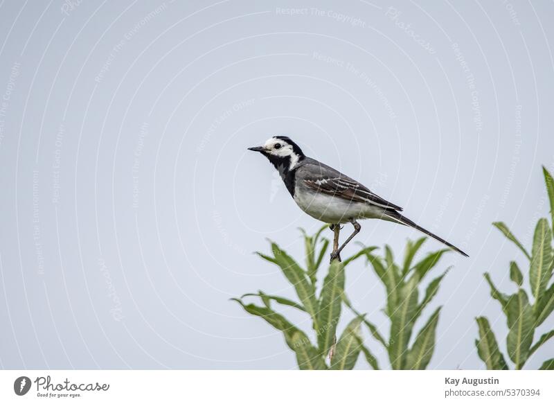 Wagtail in a bush Motacilla alba beeper Bird stilts shrub Passerine bird Passeriformes Passeroidea Nature reserve Sylt island bird sanctuary