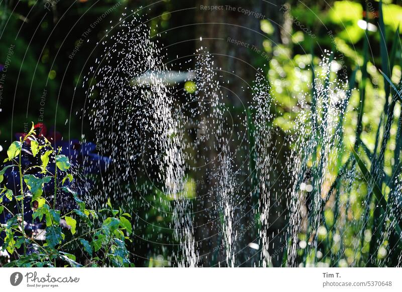Watering the plants Summer Cast Irrigation Garden Green Gardening Nature Exterior shot Plant Colour photo Environment Day Drop soak water consumption Climate
