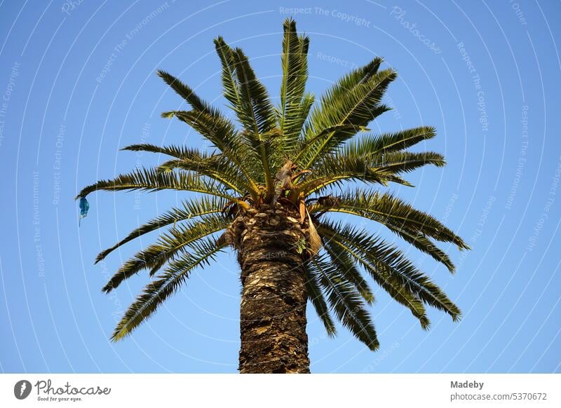 Exotic big palm tree against blue sky in summer sunshine at Konak square in Izmir on Aegean Sea in Turkey Palm tree Palm leaf Turkish Mediterranean sea