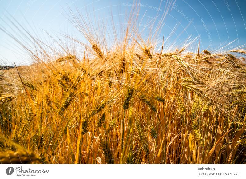another grain please Ecological Idyll idyllically Agriculture Exterior shot Harvest Plant Agricultural crop Environment Landscape Grain Cornfield Nature