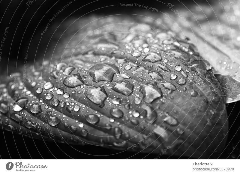Raindrops on a hosta leaf raindrops Drops of water Hosta Host sheet Wet Close-up Macro (Extreme close-up) Nature Detail Leaf Exterior shot Plant Glittering