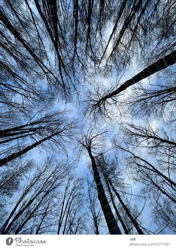 Frog perspective | View into the bare treetops in the forest. trees Treetops Worm's-eye view Forest Nature Environment Landscape Sky Winter naturally Deserted