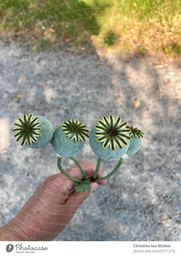 poppy seed capsules picked Summer Hand To hold on Love of nature Exterior shot naturally pretty faded poppy Faded capsule fruit seed stand Nature