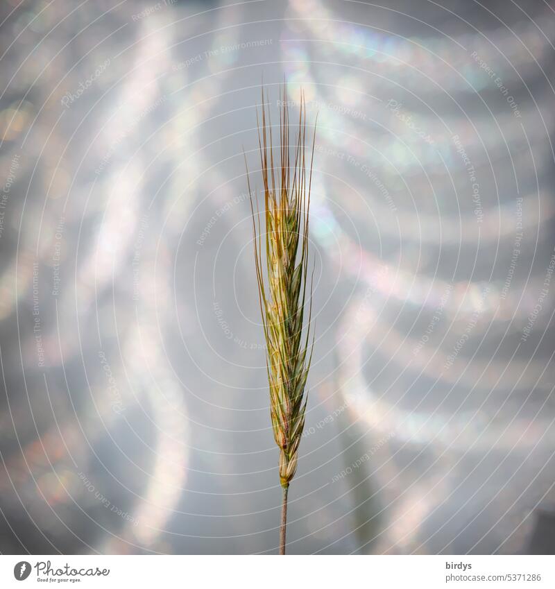 Single ear of corn against blurred background spike Grain seed stand Individual Agricultural crop Grain ear