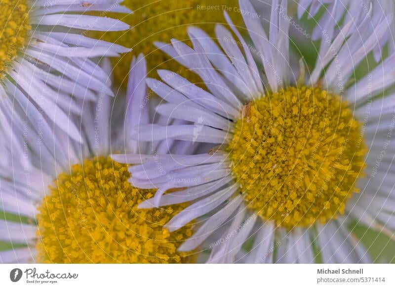 Four flowers blossoms White Yellow Nature Spring Plant Blossom Close-up Macro (Extreme close-up) naturally blurriness Shallow depth of field pretty Delicate