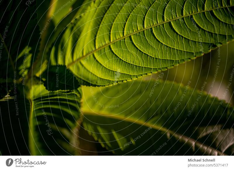 Strong green Leaf Green Foliage plant Green plants Plant Nature Colour photo Exterior shot Deserted naturally Shallow depth of field Environment Detail Close-up