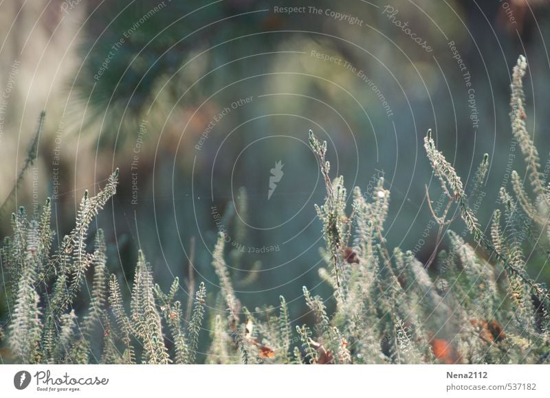 heathland Environment Nature Plant Earth Air Weather Beautiful weather Bushes Blossom Wild plant Meadow Green Willow-tree Nature reserve Heathland