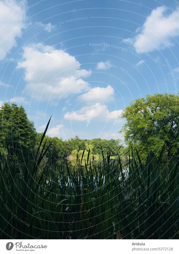 The pond, a beautiful habitat, not only from | frog perspective 🐸 Pond Lake frogs Amphibian Habitat Water Lily bank grasses trees Blue sky Clouds Landscape