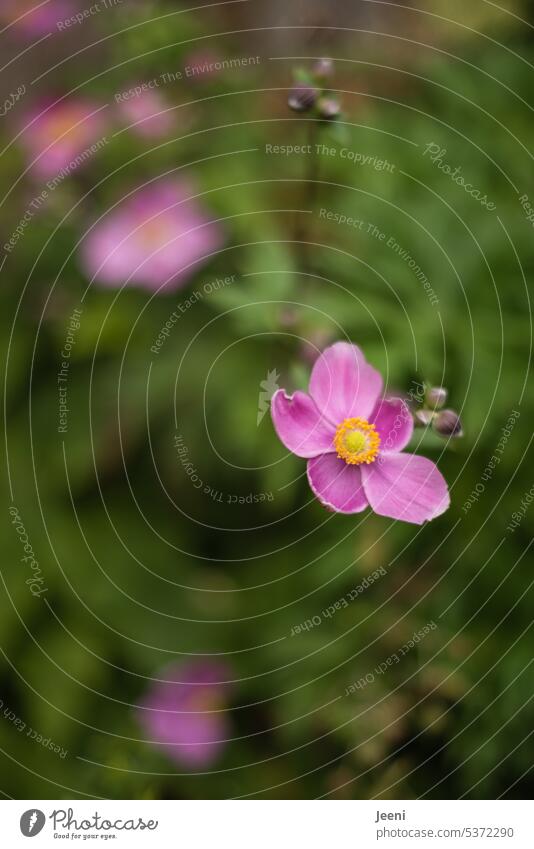 over and over again | flowers pictures Anemone Autumn Flower Blossom Plant Garden Delicate pretty anemone blurriness Pink Farm Country  garden Close-up Nature