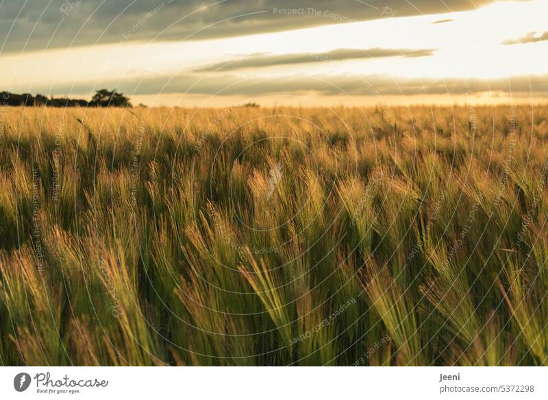 Semi ripe barley shining in the sunshine Barleyfield Plant Green naturally Gold Bread hunger Bread for the world Grain Field Ear of corn Summer Agriculture