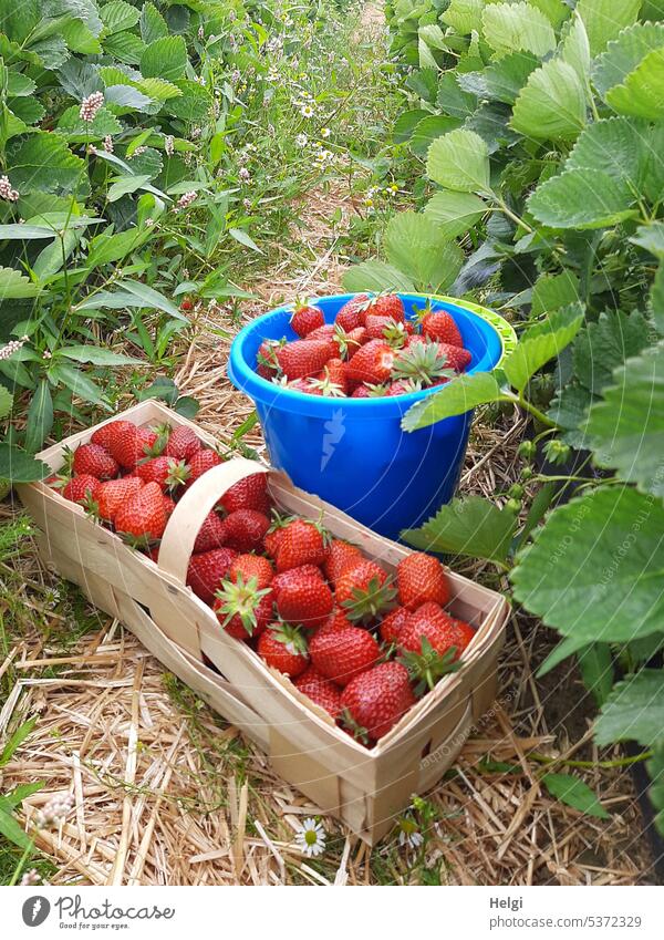 Strawberry harvest in strawberry field, chip basket and bucket full of freshly picked strawberries strawberry plant Fruit Basket Bucket Plant Leaf Field Harvest