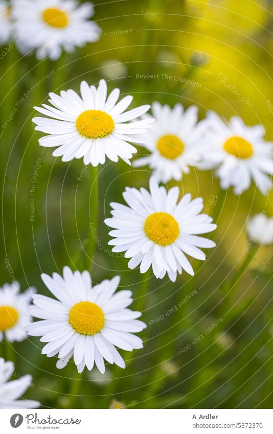 Daisies (Leucanthemum) in the evening light margarite marguerites Marguerite Nature Flower Grass Leaf Field Meadow Park Garden Summer Plant Spring Blossom