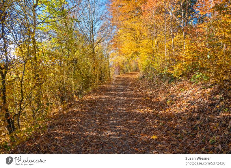 Bright autumn - walk on the edge of the forest. Foliage color of beech trees is yellow to orange. There are many leaves on the ground. The sky shimmers blue through the trees.