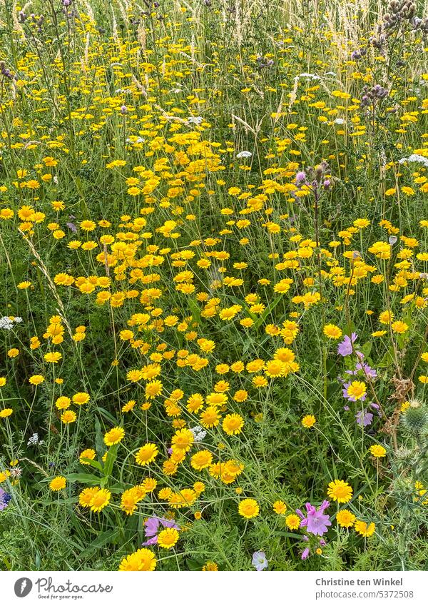 Sea of flowers in yellow sea of flowers sea of blossoms Dyer's camomile yellow blossoms yellow flowers Flowering meadow Flower meadow summer meadow