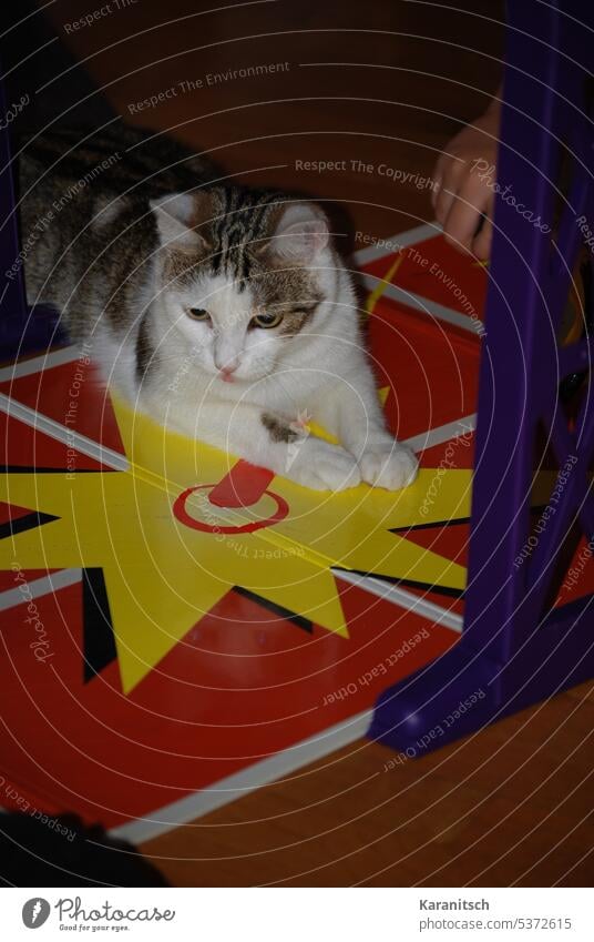A young cat plays laser tennis Cat kitten youthful young animal Animal Pet Mammal Pelt mackerelled White fluffy look observantly vigilantly Playing game