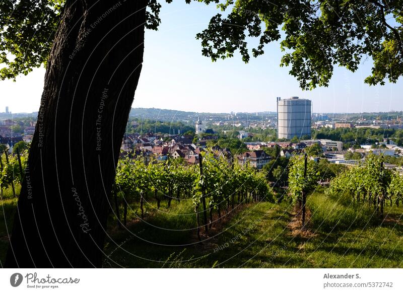 View of Stuttgart East with gas boiler from Plettenberg with vineyard in foreground gas boilers Gasometer panorama panoramic view Vineyard vines Town