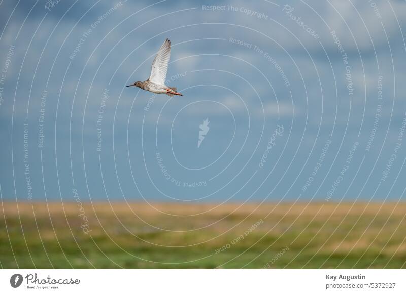 Redshank in flight Redshank in flight on the Wadden Sea Tringa tetanus Redshank startled Snipe birds Scolopacidae breeding bird waderbird Plover-like