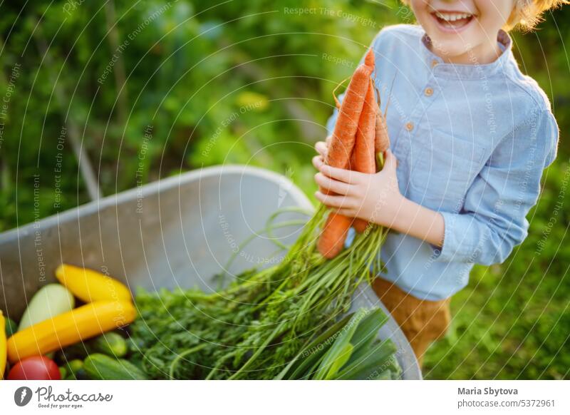 Little boy helps family to harvest of organic homegrown vegetables at backyard of farm. Child put on fresh carrot in wheelbarrow and having fun. Healthy vegetarian food. Local business.