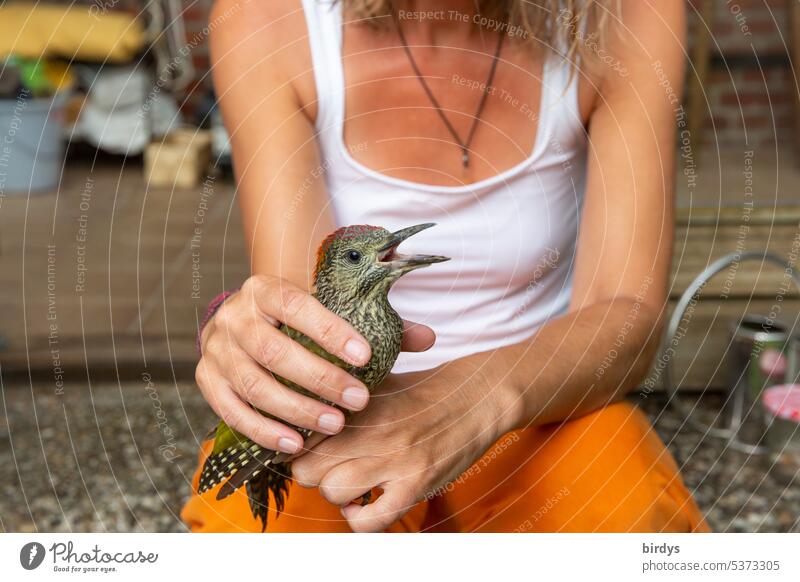 Injured young green woodpecker in the hand of a young woman Green woodpecker Young bird Young woman hands Love of animals helping hands young animal