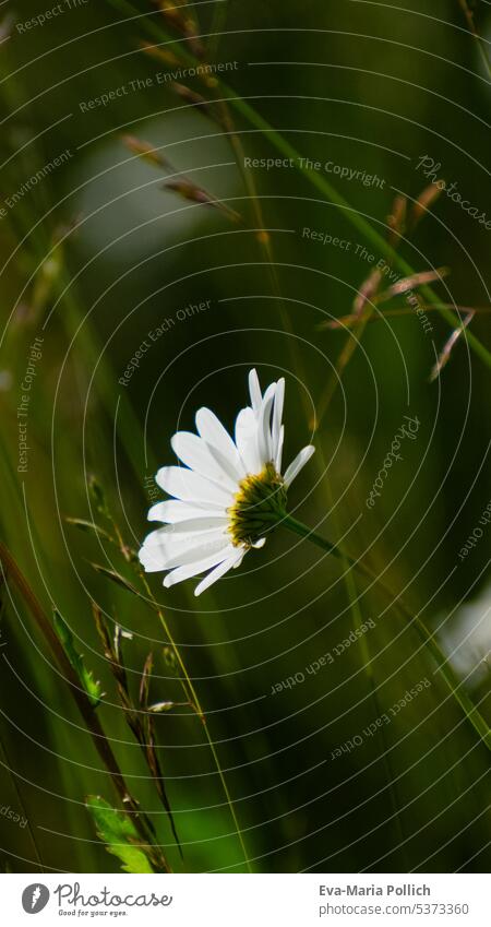 lateral macro of a daisy with dark background Summerflower Summertime Spring fever Grass Beautiful weather blurriness meadow flowers Meadowflower garden flower