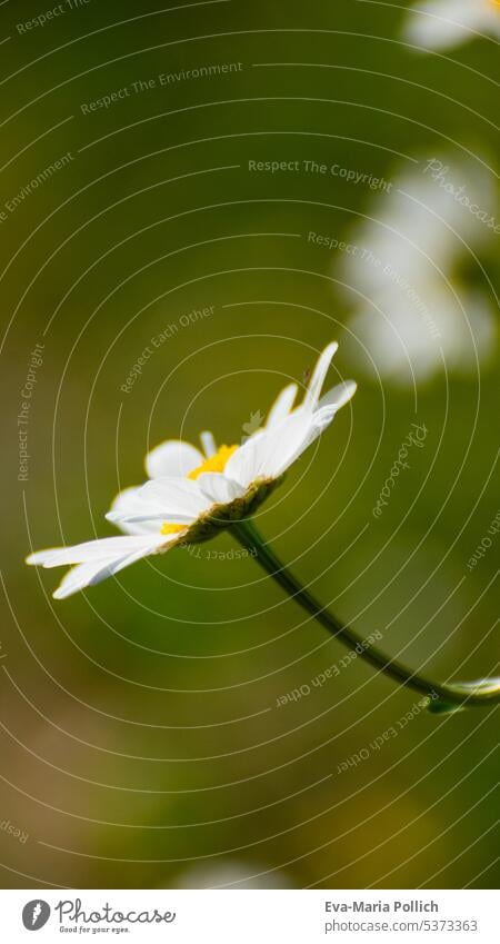 Margarita flower from side with green background, text free space Marguerite Nature margarite Blossom Flower White Green Spring daylight Day Meadow flower