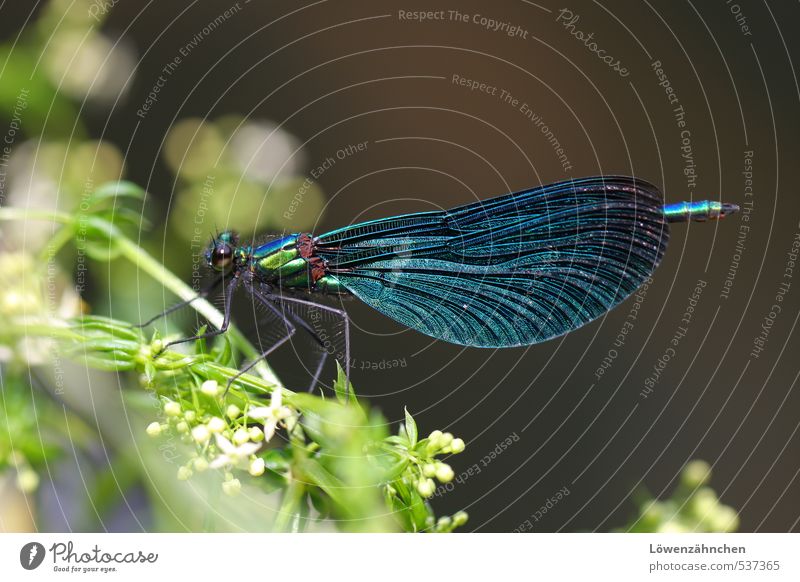 Blue Dragon (fly) Nature Plant Blossom Wild plant Animal Wild animal Insect Dragonfly Dragonfly wing 1 Sit Esthetic Elegant Fantastic Glittering Green White