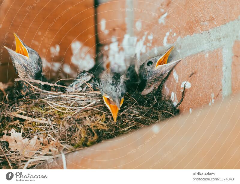 My garden | Young blackbirds in nest in my carport Blackbird Nest Bird Animal Beak Close-up Baby animal Wild animal Animal portrait Brownish plumage