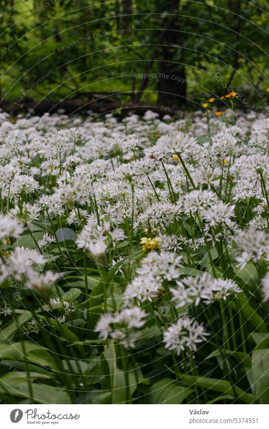 Forest covered with flowering white bear garlic, Allium ursinum, during the spring months. The white flowers give the forest a supernatural quality ostrava