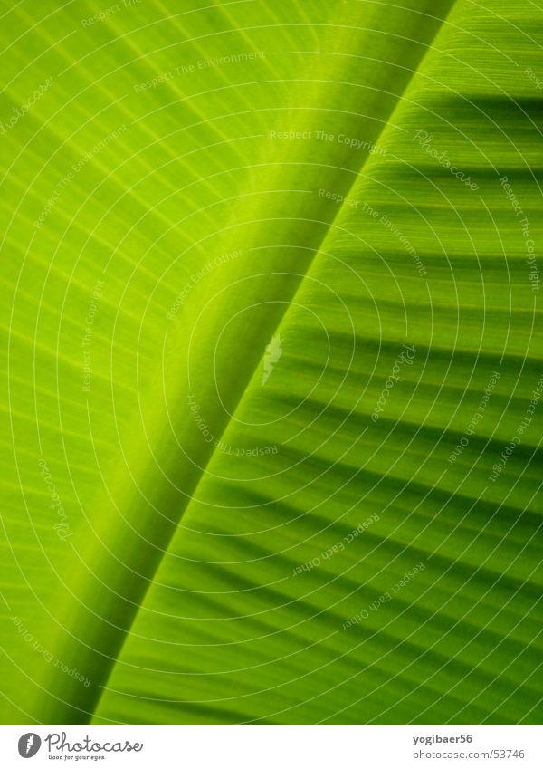 plant leaf Plant Leaf Green Nature Structures and shapes