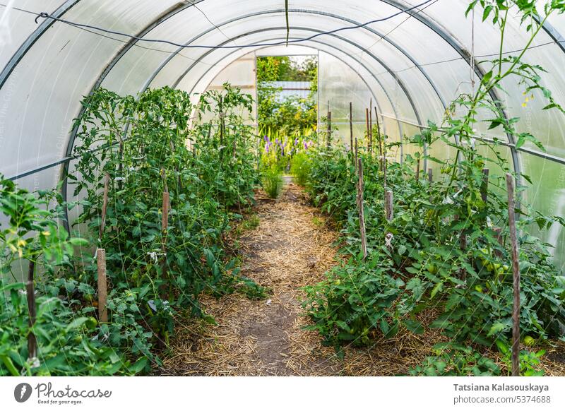 Country greenhouse with bushes of tomatoes and other vegetables growing there country crops agriculture farm rural countryside greenhouse farming cultivation
