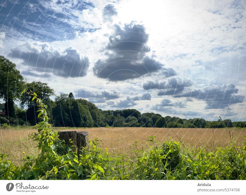 Clouds on a summer day over fenced meadow Summer Sky Sun Blue Meadow Willow tree Fence Fence post Grass Landscape Nature trees Forest Tendril wax stalks flowers