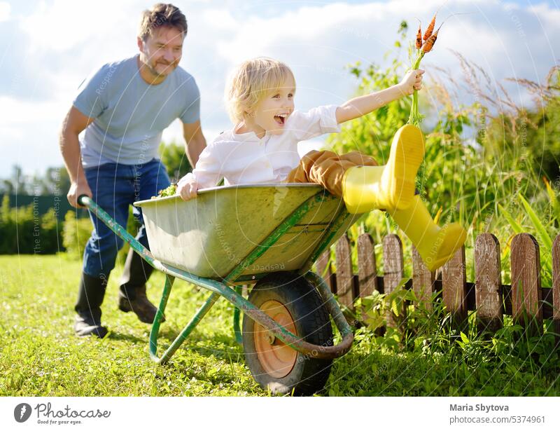 Happy little boy having fun in a wheelbarrow pushing by dad in domestic garden on warm sunny day. Active outdoors games for kids in summer. work family play