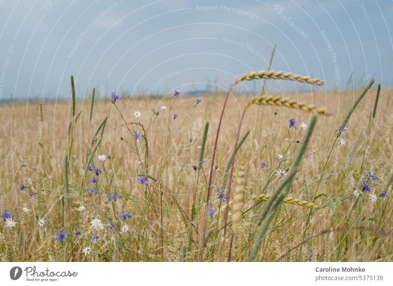 Flowers in cornfield flowers cornflowers Summer Nature Plant Meadow Blossoming Wild plant naturally Exterior shot Colour photo Environment pretty wild flowers
