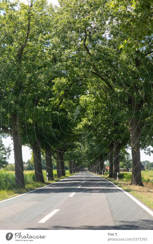 Summer Alley Brandenburg Avenue Colour photo Exterior shot Tree Deserted Day Street Landscape Nature Country road Lanes & trails Environment Transport Driving