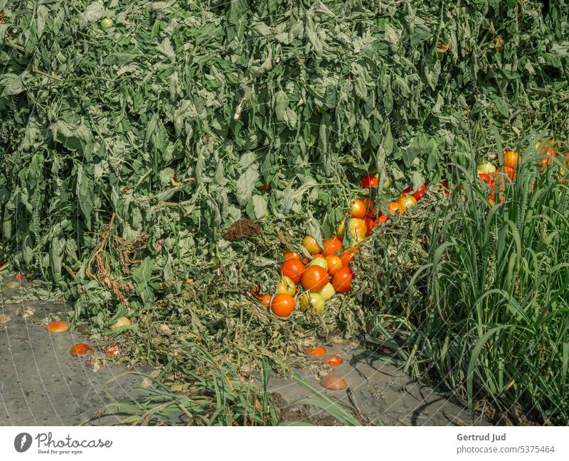 Tomato disposal in the middle of nature Landscape Summer Environment Meadow Grass Green Deserted Trash Waste management Garbage dump Biogradable waste Squander