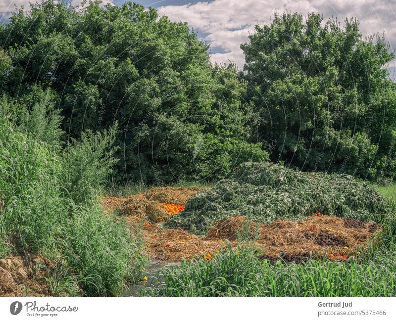 Tomato disposal in the middle of nature Landscape Summer Environment Meadow Nature Green Grass Plant Exterior shot Deserted naturally Beautiful weather Trash