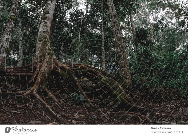 Impressive tree roots in the Peruvian jungle. Root Root of a tree Tree Nature Exterior shot Plant Environment Forest Colour photo Day Tree trunk Wood Growth