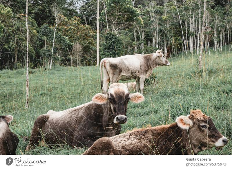 Group of cows in the grass. Grass Natural Trees Trees on the horizon Landscape Exterior shot Agriculture Environment Field Colour photo Meadow Beautiful weather