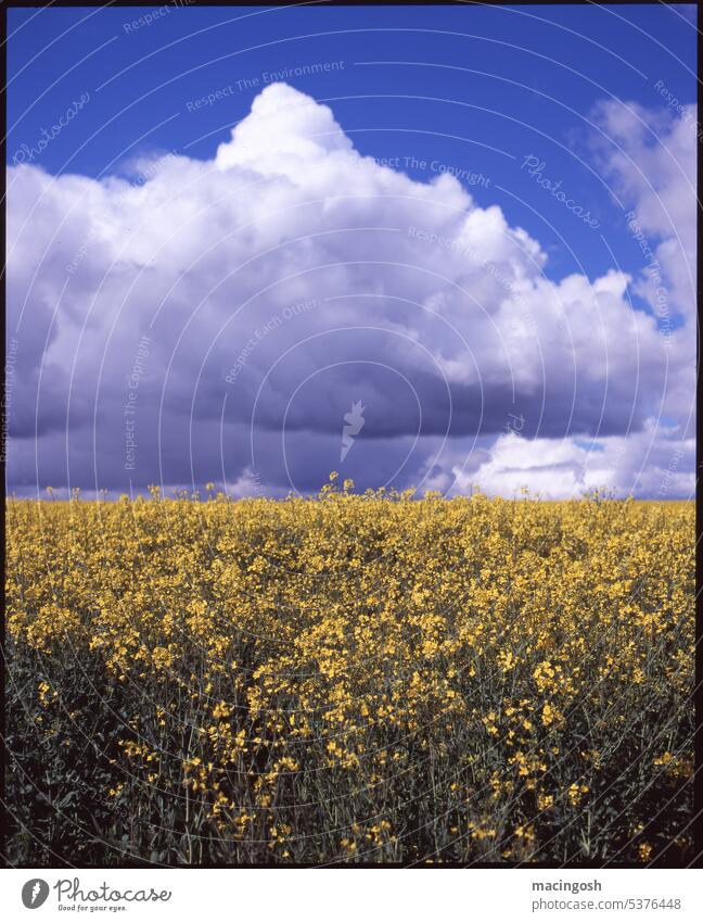 Rape field in summer with cloudy sky Canola Canola field Clouds Sky Summer Agricultural crop Yellow Field Spring Landscape Agriculture Blossom Plant