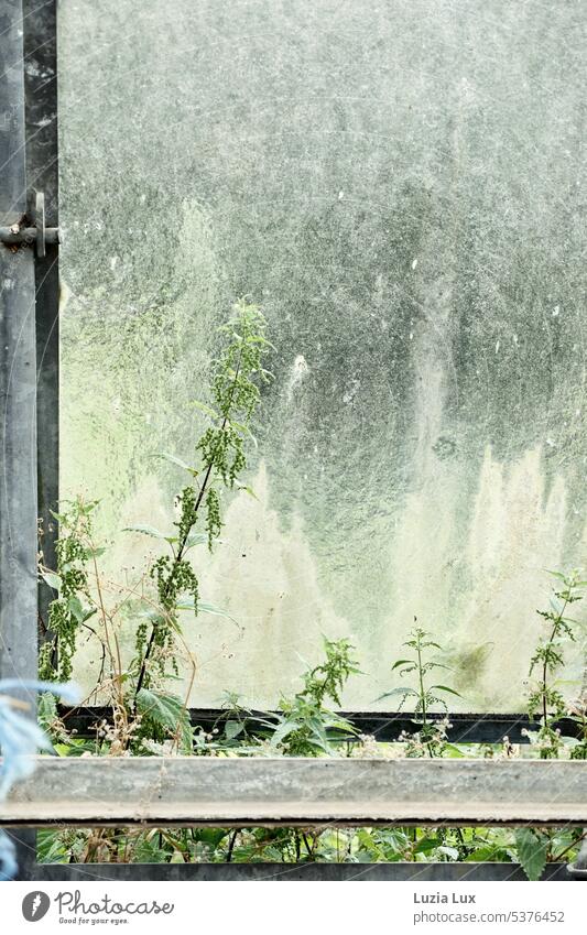 Old greenhouse... Nettles grow into the tilted skylight Pane Glass Plant Nature Market garden Greenhouse do gardening Garden Light Bright Slice Mysterious