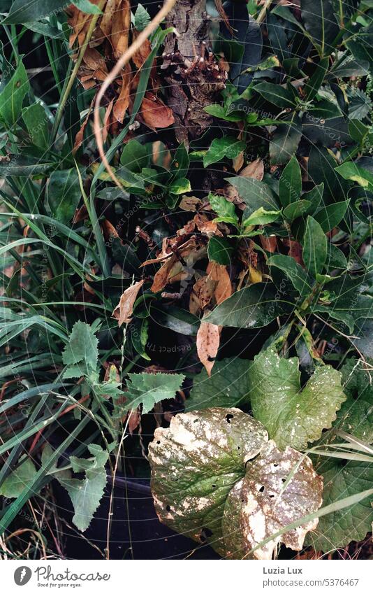 green and green and green... various ground cover and shoots conquer old beds Green Foliage plant Gardens Summer leaves Growth Plant diverse Versatile Many