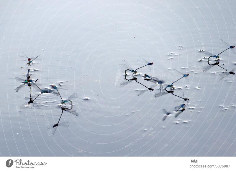 Whim of nature | dragonfly ballet Dragonfly Damselfly Mating Water Lake Pond Mating behavior Many Insect Summer Beautiful weather Animal Nature Exterior shot