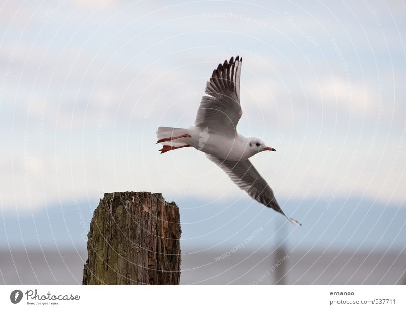 departure Far-off places Freedom Environment Nature Landscape Animal Air Sky Lake Bird Wing 1 Flying Looking Tall Speed gull Seagull Feather Immenstaad Harbour