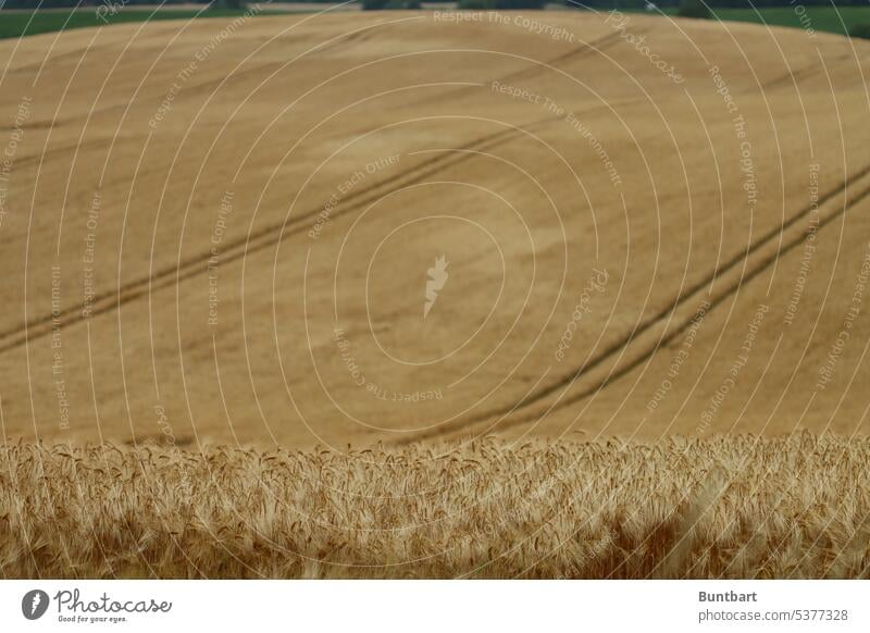 field lines Field Cornfield Agriculture Agricultural crop Grain field Summer Ear of corn Nutrition Plant Food Nature Growth Environment spike