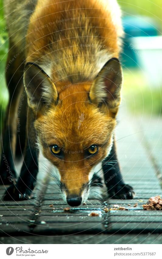 The fox eats vulpes vulpes - a Royalty Free Stock Photo from Photocase