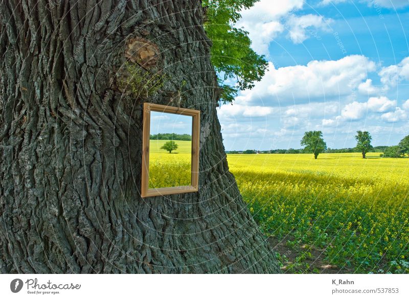 Mirrors of nature. Agriculture Forestry Painting and drawing (object) Nature Landscape Plant Sky Clouds Spring Summer Beautiful weather Tree Agricultural crop