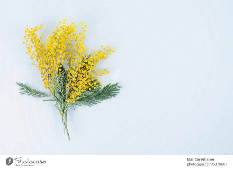 Bouquet of mimosa flowers on a white background. Flat lay, top view. bouquet plant branch blossom yellow spring floral decoration design leaf gift nature card