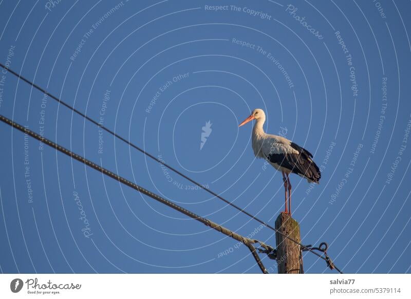White stork enjoys the view from above Power pole Transmission lines wooden pole Blue sky Stork Bird Worm's-eye view Sky Colour photo Animal 1 Deserted