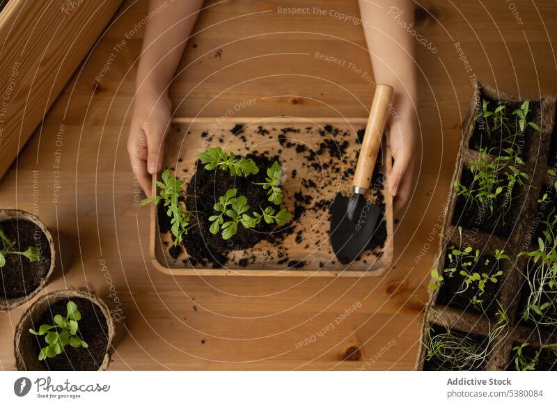 Anonymous woman showing plants in tray sprout gardener seeding pot soil prepare table female growth cultivate natural horticulture greenhouse wooden vegetate